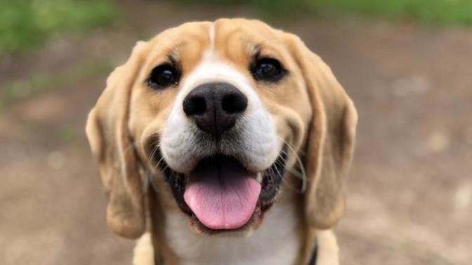 Köpekler Hakkında İlginç Bilgiler!