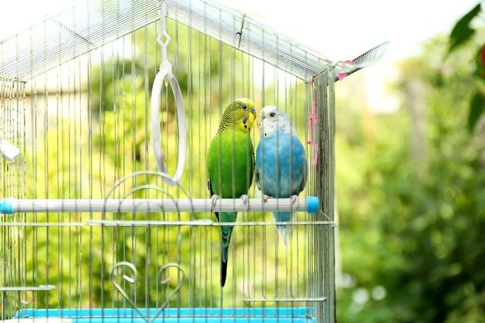 Muhabbet Kuşlarında Nezle: Belirtileri, Nedenleri ve Tedavisi!