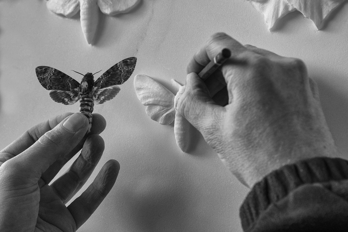 The Entomologist