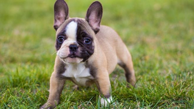 Apartmanda Beslenmeye Uygun Köpek Cinsleri!