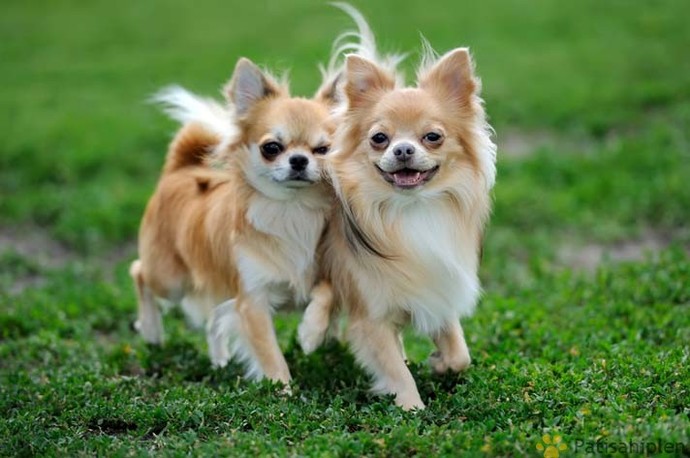 Apartmanda Beslenmeye Uygun Köpek Cinsleri!