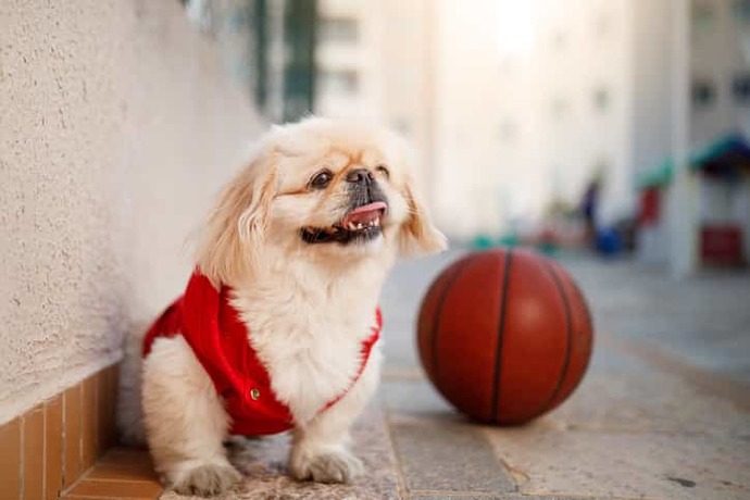 Apartmanda Beslenmeye Uygun Köpek Cinsleri!