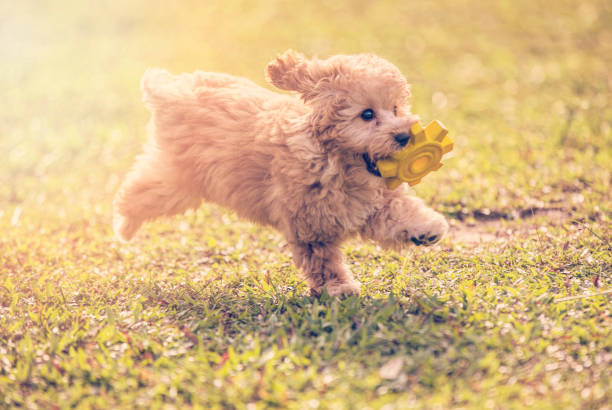 Apartmanda Beslenmeye Uygun Köpek Cinsleri!