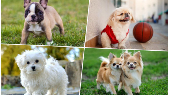 Apartmanda Beslenmeye Uygun Köpek Cinsleri!