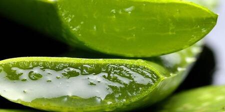 Renkli Kıyafetlerinizin Solmasını Engelleyen Mucizevi Bitki, Aloe Vera..!