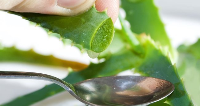 Renkli Kıyafetlerinizin Solmasını Engelleyen Mucizevi Bitki, Aloe Vera..!