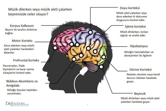 Çok Fazla Müzik Dinlemek Beyin İçin Zararlı mı?