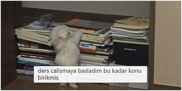 Vize de battık 100 almam lazım dayı
