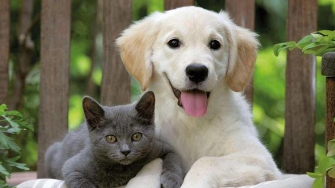 Kedi Veya Köpek Sahibi Olanların Denemesi Gereken Ürünler!