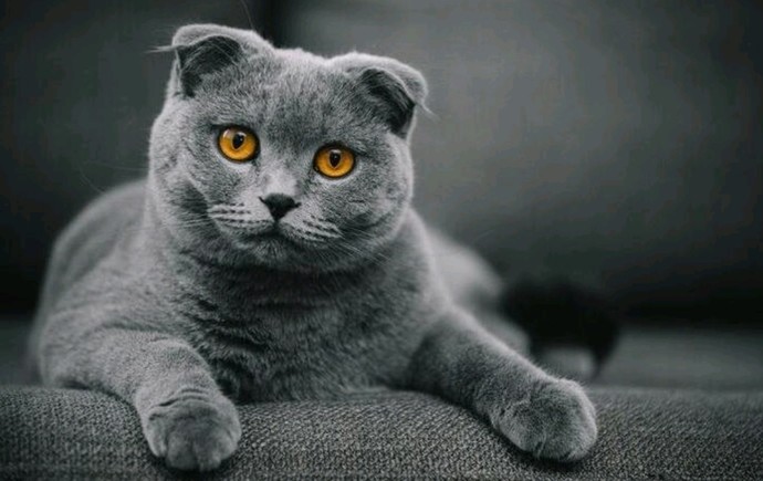 Apartmanda Beslenmeye Uygun Kedi Cinsleri!