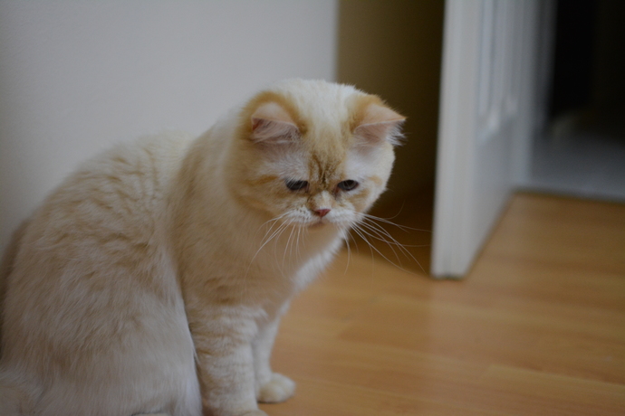 Apartmanda Beslenmeye Uygun Kedi Cinsleri!