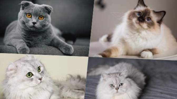 Apartmanda Beslenmeye Uygun Kedi Cinsleri!