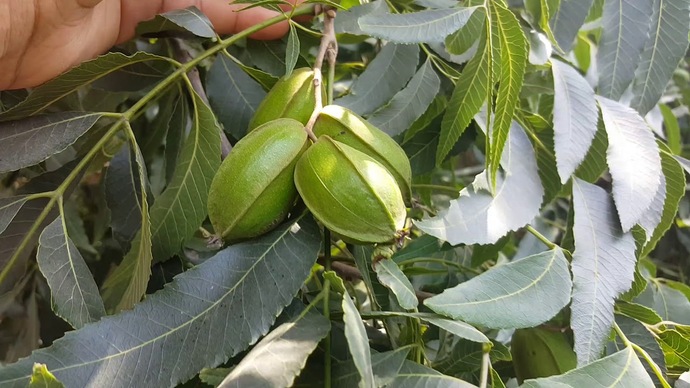 ozon tabakasına faydası