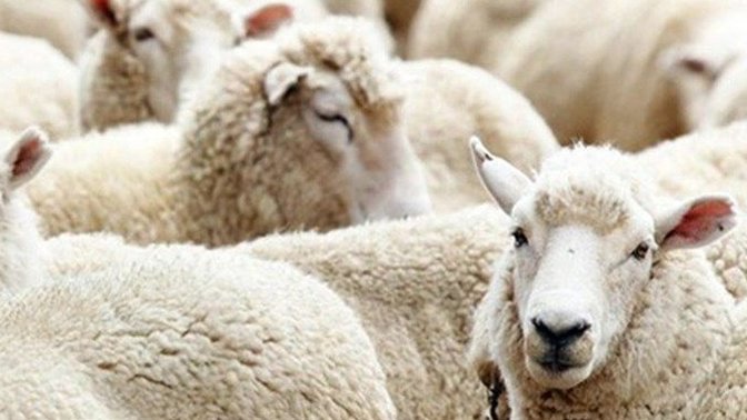 Üyelerin Dikkatine: Kurban Bayramı Bence'niz Ayağınıza Geldi!