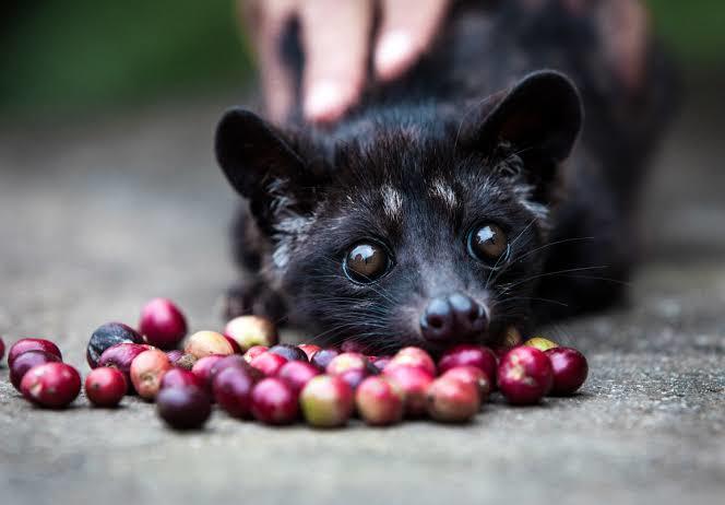Keşke Bir Bilsen: Peaberrynin Hikayesi