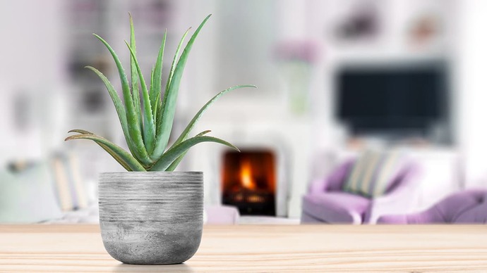 Aloe Verayla Bakım Yapmaya Ne Dersiniz? İşte Aloe Veranın Cildimize Faydaları!