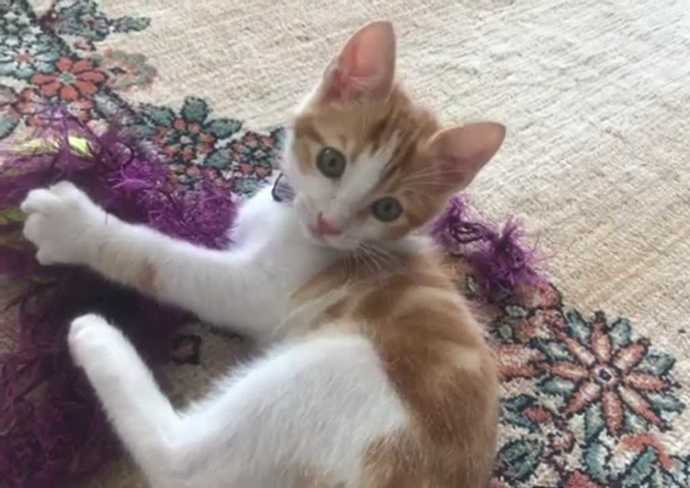 Tarçınım ❤❤