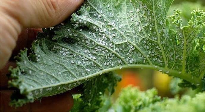 Evde Bitki Bakım Rehberi! 7 Maddede Evde Bitki Yetiştirmenin Püf Noktalarını Anlatıyorum 🌿