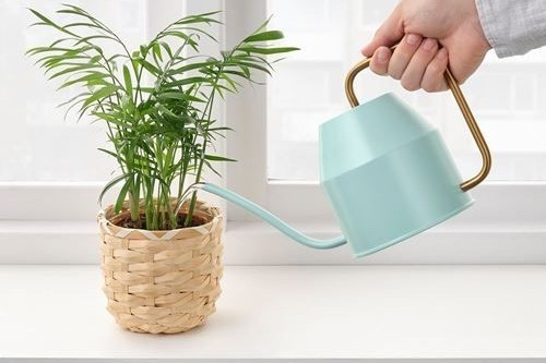 Evde Bitki Bakım Rehberi! 7 Maddede Evde Bitki Yetiştirmenin Püf Noktalarını Anlatıyorum 🌿