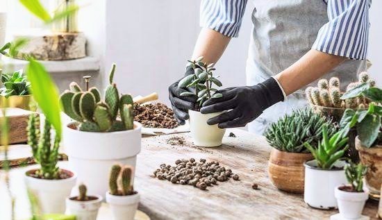 Evde Bitki Bakım Rehberi! 7 Maddede Evde Bitki Yetiştirmenin Püf Noktalarını Anlatıyorum 🌿
