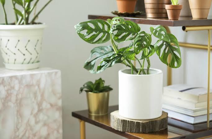 Evde Bitki Bakım Rehberi! 7 Maddede Evde Bitki Yetiştirmenin Püf Noktalarını Anlatıyorum 🌿