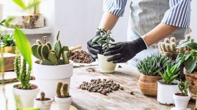 Evde Bitki Bakım Rehberi! 7 Maddede Evde Bitki Yetiştirmenin Püf Noktalarını Anlatıyorum 🌿