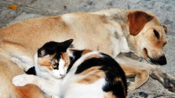 Sokak hayvanlarına yardım etmek için yapılabilecek daha çok şey var!