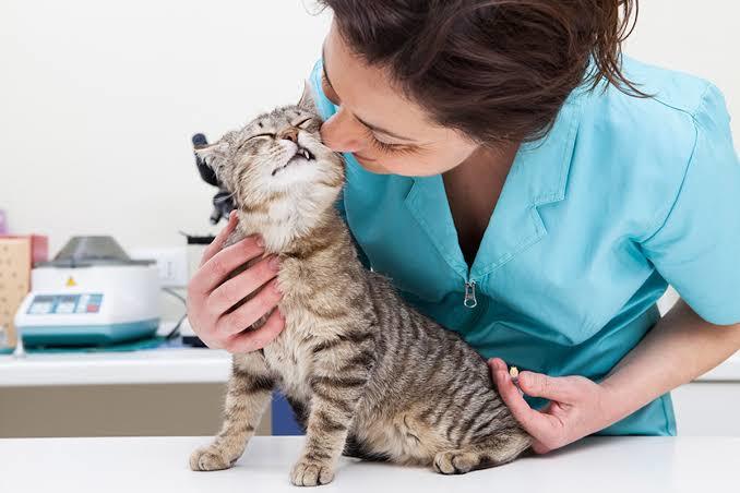 Kedi Sahiplenmeden Önce Bilmeniz Gereken Bazı Şeyler!