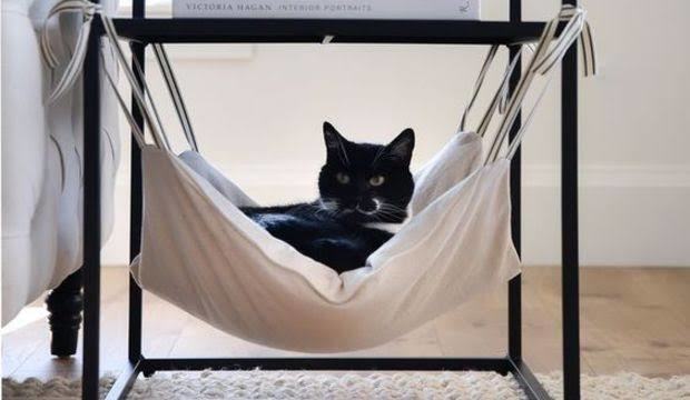 Kedi Sahiplenmeden Önce Bilmeniz Gereken Bazı Şeyler!