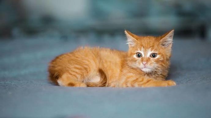 Kedi Sahiplenmeden Önce Bilmeniz Gereken Bazı Şeyler!