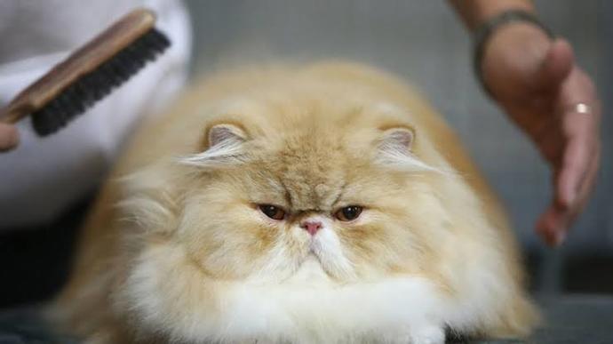 Kedi Sahiplenmeden Önce Bilmeniz Gereken Bazı Şeyler!