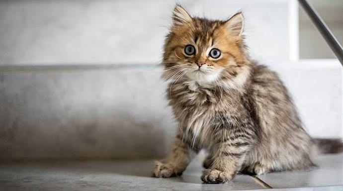 Kedi Sahiplenmeden Önce Bilmeniz Gereken Bazı Şeyler!