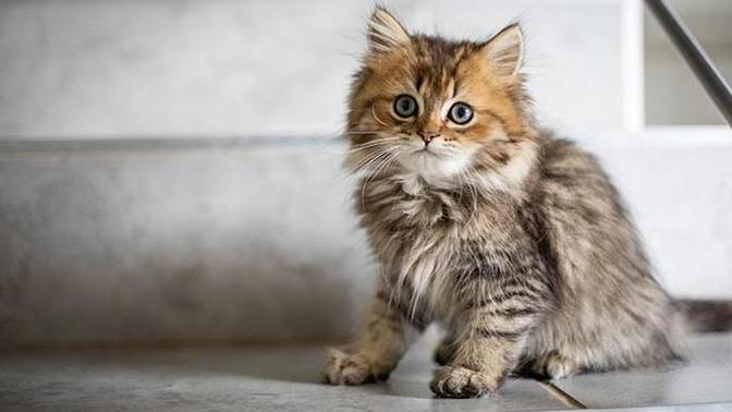 Kedi Sahiplenmeden Önce Bilmeniz Gereken Bazı Şeyler!