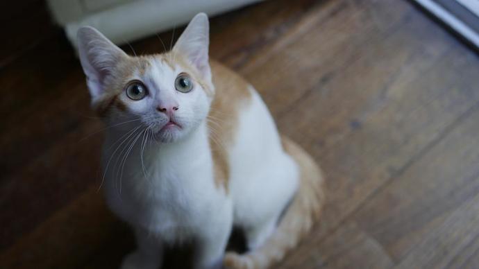 Neeaayy kedi mi ?