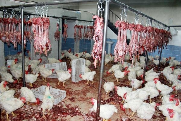 Hayvanların Birey Olarak Görüldüğü Bir Çağda Hayvan Eti Yemek