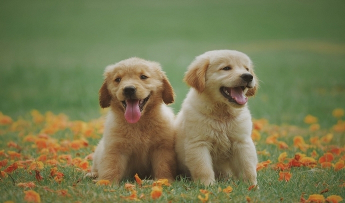 Köpeğinize Günlük Ne Kadar Mama Vermelisiniz?