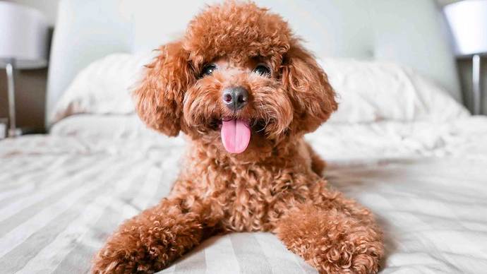 Köpeğinize Günlük Ne Kadar Mama Vermelisiniz?