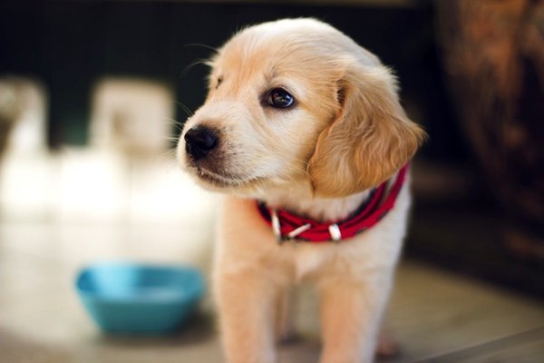 Köpeğinize Günlük Ne Kadar Mama Vermelisiniz?