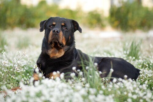 Köpeğinize Günlük Ne Kadar Mama Vermelisiniz?