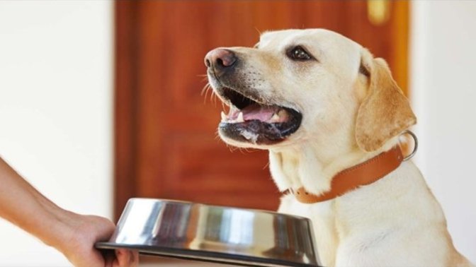 Köpeğinize Günlük Ne Kadar Mama Vermelisiniz?