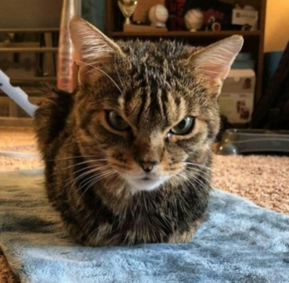 Kedi̇ Dostlarımız Bi̇ze Neden Küserler?