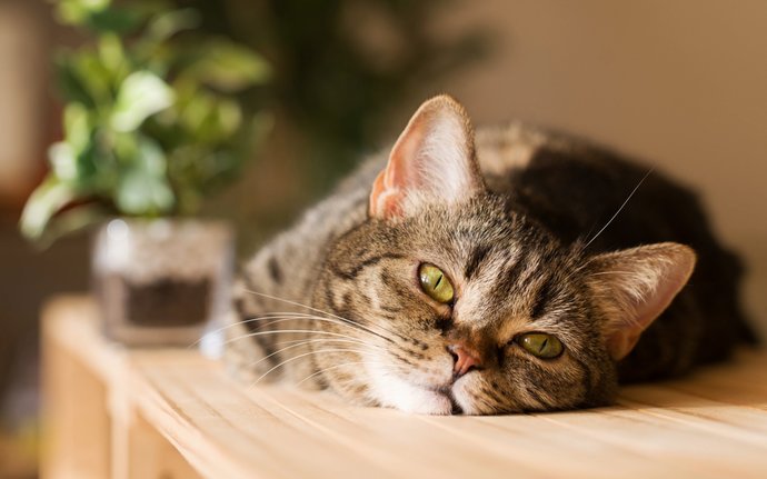 Kedi̇ Dostlarımız Bi̇ze Neden Küserler?