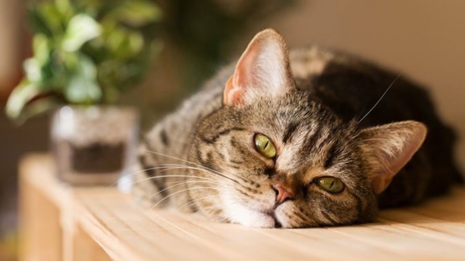 Kedi̇ Dostlarımız Bi̇ze Neden Küserler?