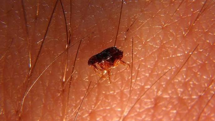 Eczaneden Alırken Çekinilen Ürünler