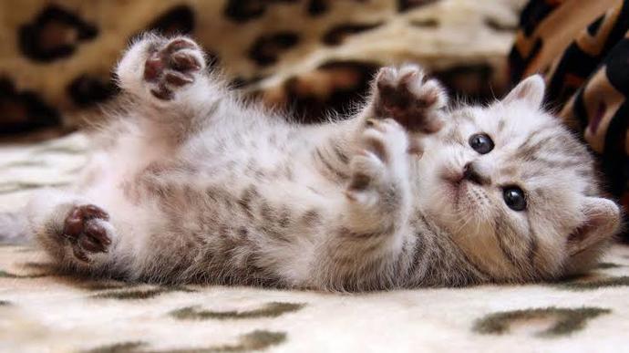 Sevimli Dostlarımızın Mucizesi: Kedi Mırlamasının Etkileri!