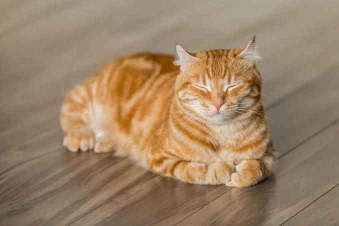 Sevimli Dostlarımızın Mucizesi: Kedi Mırlamasının Etkileri!