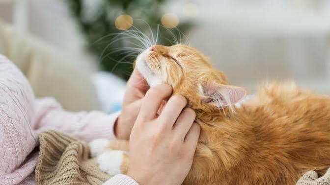 Sevimli Dostlarımızın Mucizesi: Kedi Mırlamasının Etkileri!