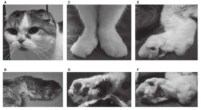 Scottish Fold Irkının Doğuştan Hasta ve Bozuk Genetiğe Sahip Olduklarını Biliyor Muydunuz?