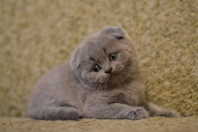 Scottish Fold Irkının Doğuştan Hasta ve Bozuk Genetiğe Sahip Olduklarını Biliyor Muydunuz?