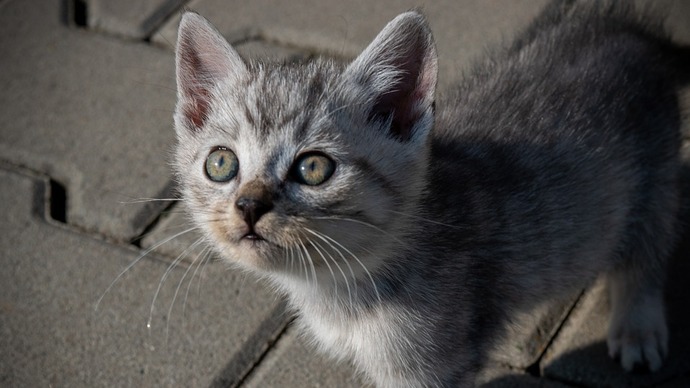 Scottish Fold Irkının Doğuştan Hasta ve Bozuk Genetiğe Sahip Olduklarını Biliyor Muydunuz?
